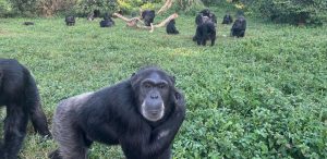 Chimpancés en la isla Ngamba, Uganda. Foto: Sabana González