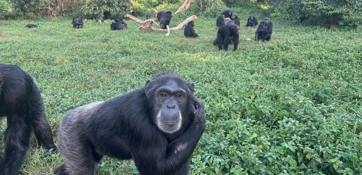 Chimpancés en la isla Ngamba, Uganda. Foto: Sabana González