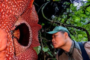 Espectacular reencuentro de la “Flor Cadáver” tras una década de búsqueda