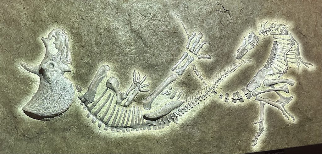 Reconstrucción de Dueling Dinosaurs. Imagen: North Carolina Museum of Natural Sciences. 