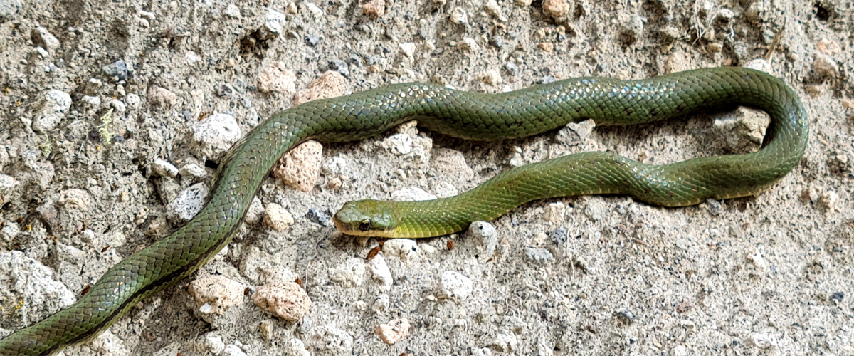 Erythrolamprus epinephalus albiventris de Ecuador.