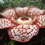 Rafflesia hasseltii