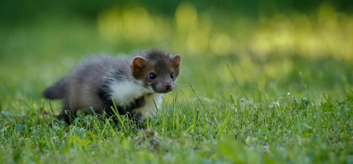 Mustela mopbie, una nueva especie de comadreja. Foto: Agencias.