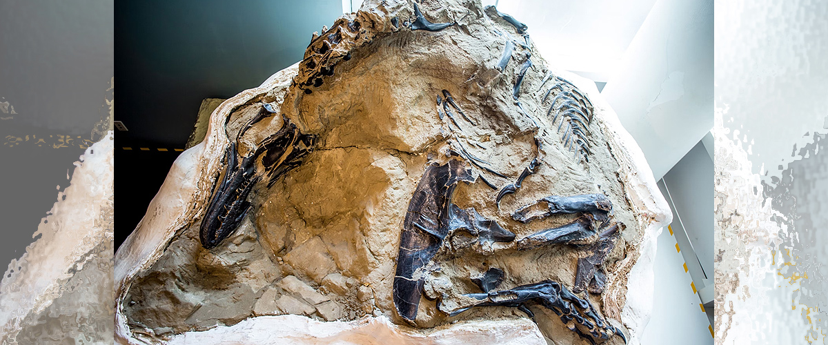 Nanotyrannus fósil. Foto: Matt Zeher