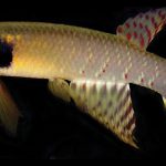 Los peces rivúlidos, como el Moema son vulnerables. Foto: Nature Conservation.