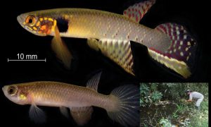 Redescubren al pez Moema claudiae en Bolivia que se creía casi extinto