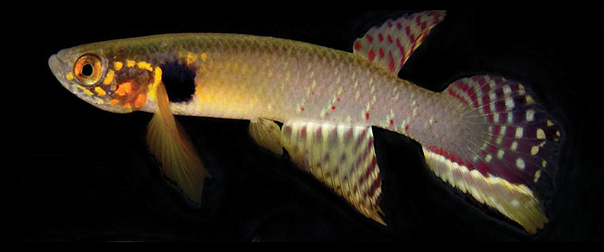 Los peces rivúlidos, como el Moema son vulnerables. Foto: Nature Conservation.