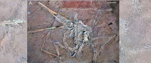 Pterodactylus antiquus bajo luz ultravioleta. Imagen: Tischlinger, H.
