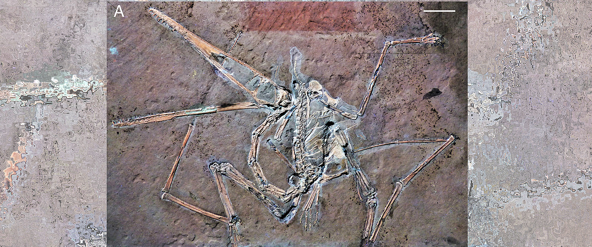 Pterodactylus antiquus bajo luz ultravioleta. Imagen: Tischlinger, H.