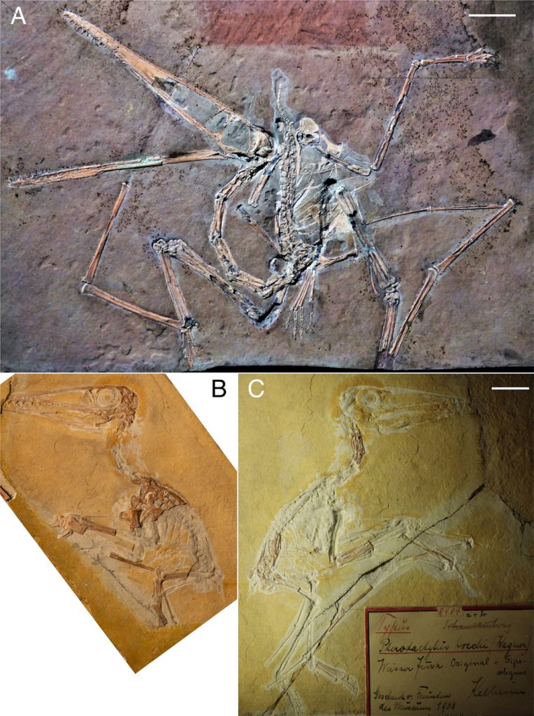 Especímenes de Pterodactylus antiquus y Diopecephalus kochi. 
A.) P. antiquus bajo luz ultravioleta. Imagen de Tischlinger . B.) Diopecephalus kochi.  C.) bajo luz natural, Imagen: Rachel Belben.