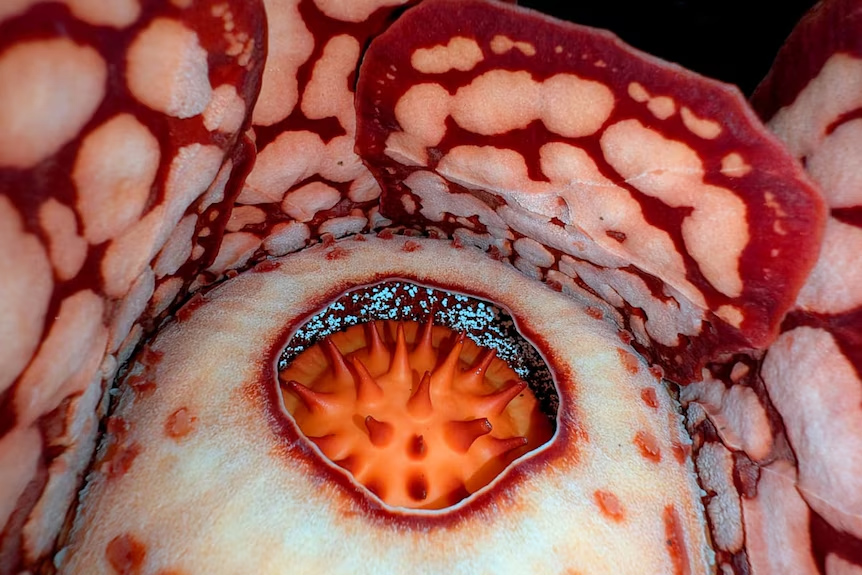 Rafflesia hasseltii