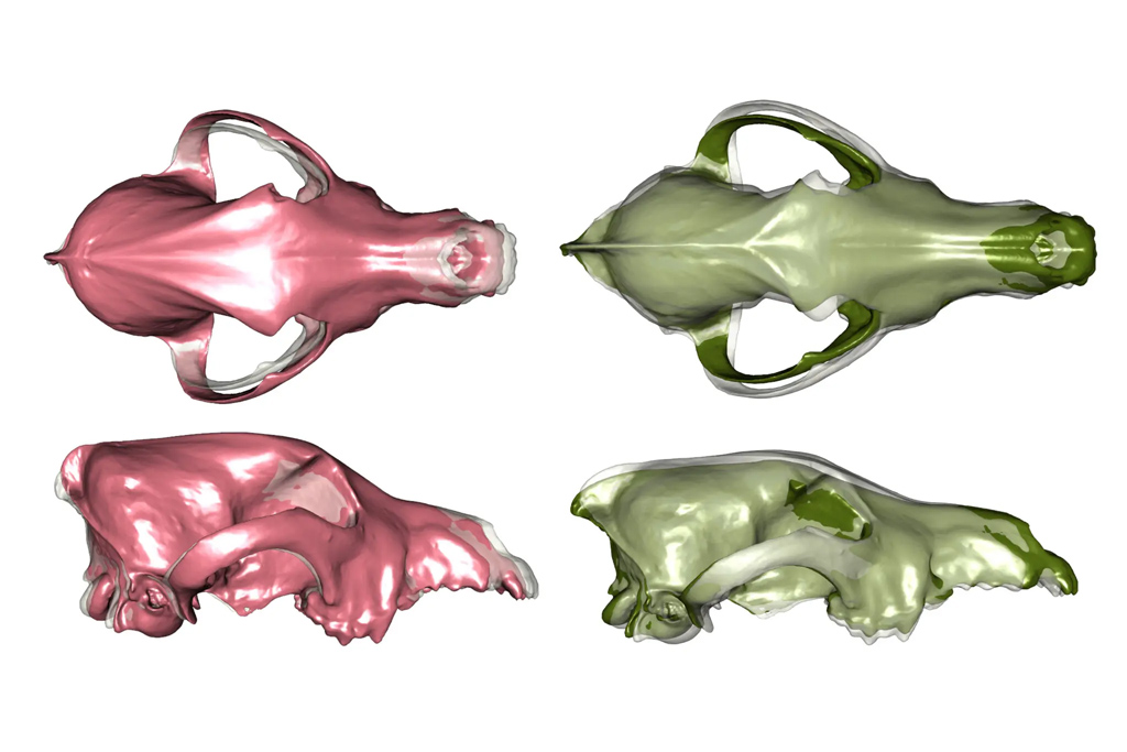 Diferencias en forma craneal entre los perros modernos, en rosa, y lobos modernos, en verde. Imagen> C. Brassard (VetAgro Sup/Mecadev)