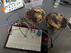 Científicos crean chips biodegradables a partir de hongos