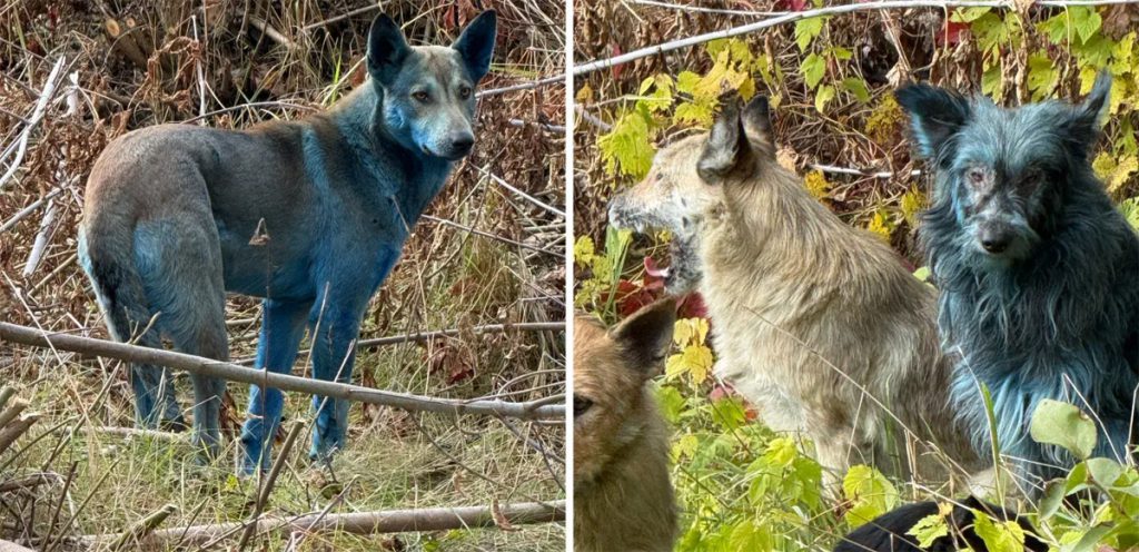 Perros azules en Chernobyl, producto de travesuras caninas, no mutaciones. Foto: Clean Futures Funds