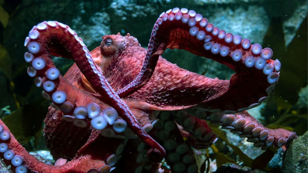 pulpo-durmiendo. Imagen: Instagram/Aquarium Pacific