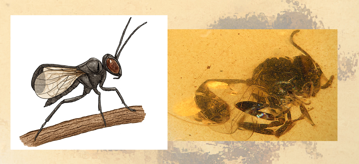 Cretevania orgonomecorum.