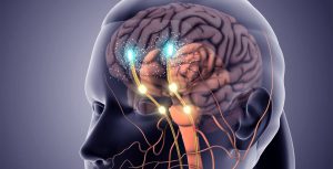 Descubren un vínculo inesperado entre dopamina y serotonina en el cerebro