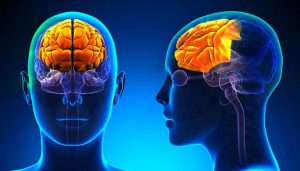 El cerebro humano pasa por cinco etapas clave a lo largo de la vida