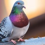 El oído interno de las palomas detecta el campo magnético terrestre. Imagen: Infobae.