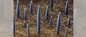 Los “Obeliscos”: misteriosos colonizadores ocultos en nuestro cuerpo