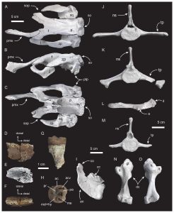 Descubren nueva especie de manatí prehistórico en Catar