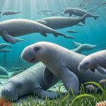 Ejemplares de Salwasiren qatarensis alimentándose en el fondo marino. Imagen basada en reconstrucción creada por Alex Boersma.