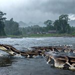 Serpiente pitón reticulada. Imagen: IA / prompt: Danny Ayala Hinojosa