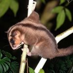 Una Zarigüeya pigmea de dedos largos, redescubierta en Papúa. Foto: Carlos Bocos.