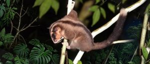 Dos marsupiales que se creían extintos han sido redescubiertos