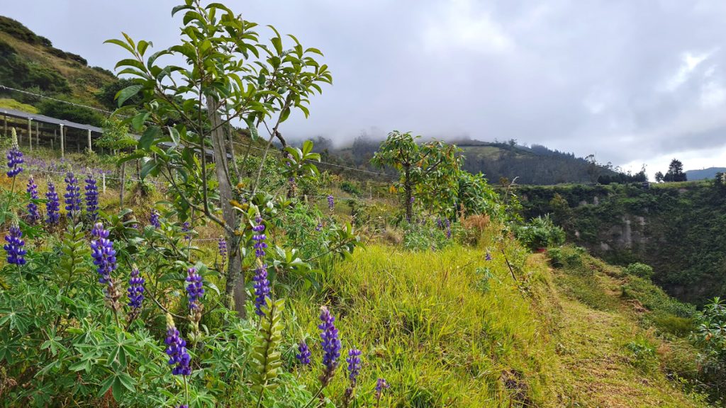Árboles plantados por el autor en Calacalí - Ecuador. Foto: Danny Ayala Hinojosa