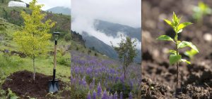 La NASA confirma: el planeta tiene 25-50% más hojas gracias al CO2