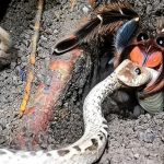 Tarántula del género Pamphobeteus devora a una víbora Bothrops asper. Imagen: Mora-Ortega, J. (et al). Edición: IA / Danny Ayala Hinojosa