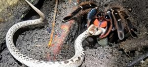 Sorprendente: una tarántula en Ecuador devoró a una víbora venenosa