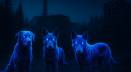 ¿Existen perros azules radiactivos en Chernobyl?